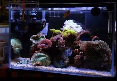 给我一个小缸，我要塞满整片海洋~