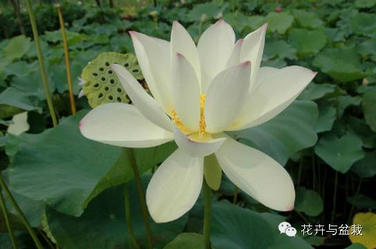 睡莲荷花碗莲水培植物,睡莲荷花的养殖方法和技巧