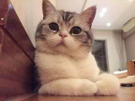 如小果专访：菲比和她家的肉丝！