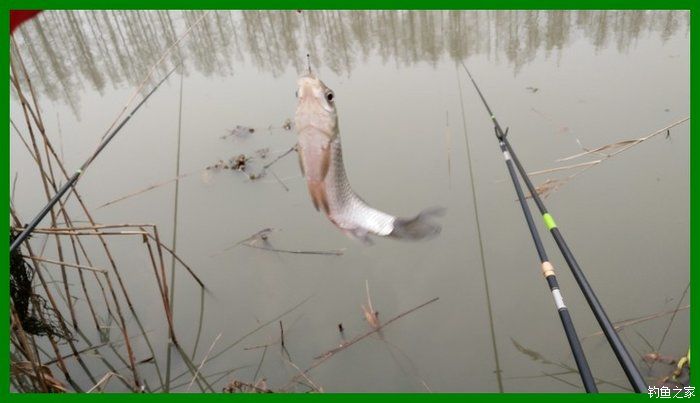 大鲫鱼大鱼,大鲫鱼大鲤鱼