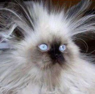 撸猫遇到静电,撸猫静电