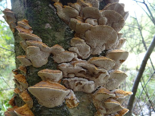 小心这些东西有毒千万别碰,小心有毒的蘑菇完整版