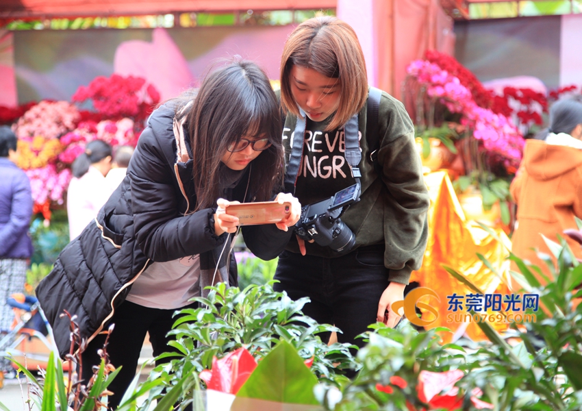 武汉迎春花市新品种,一年一度的迎春花市即将闪亮登场