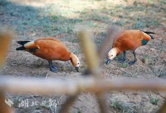 武汉孩子怎么过寒假,怎么让小孩有年味