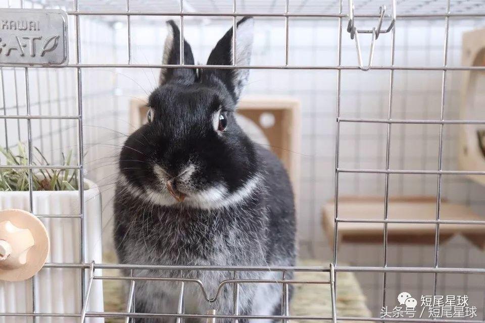 哪种兔笼比较好,兔笼有几种款式