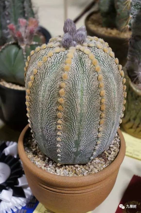 多肉万象最贵的品种,玉露多肉最贵多少钱一棵