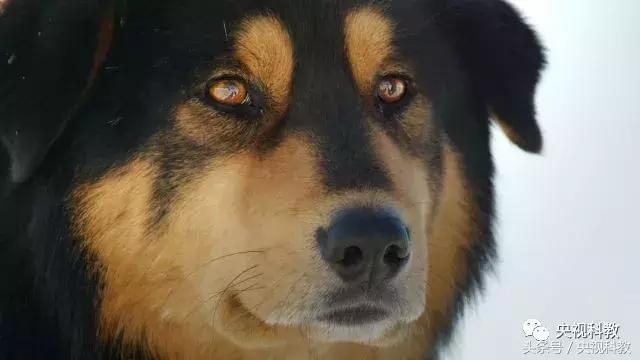 21点档｜狗年看狗！