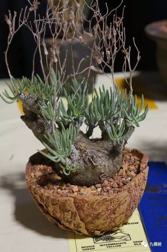 多肉万象最贵的品种,玉露多肉最贵多少钱一棵