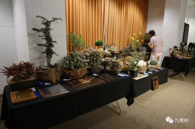 十大最贵玉露多肉品种,多肉最贵的品种有哪些