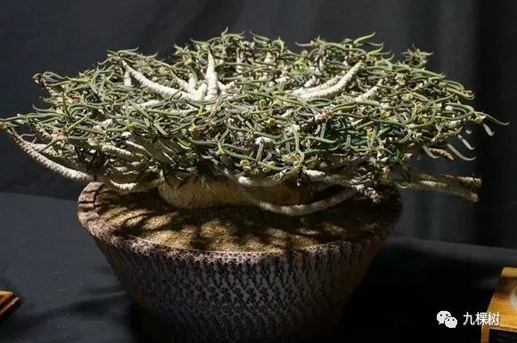 十大最贵玉露多肉品种,多肉最贵的品种有哪些