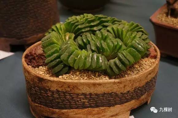 多肉万象最贵的品种,全世界最贵的多肉植物都有哪些