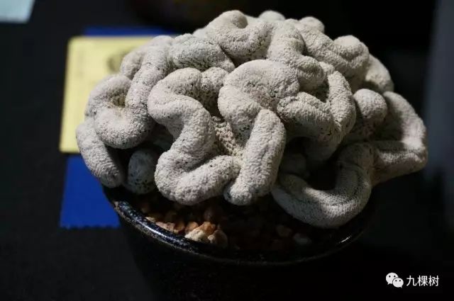 十大最贵玉露多肉品种,多肉最贵的品种有哪些