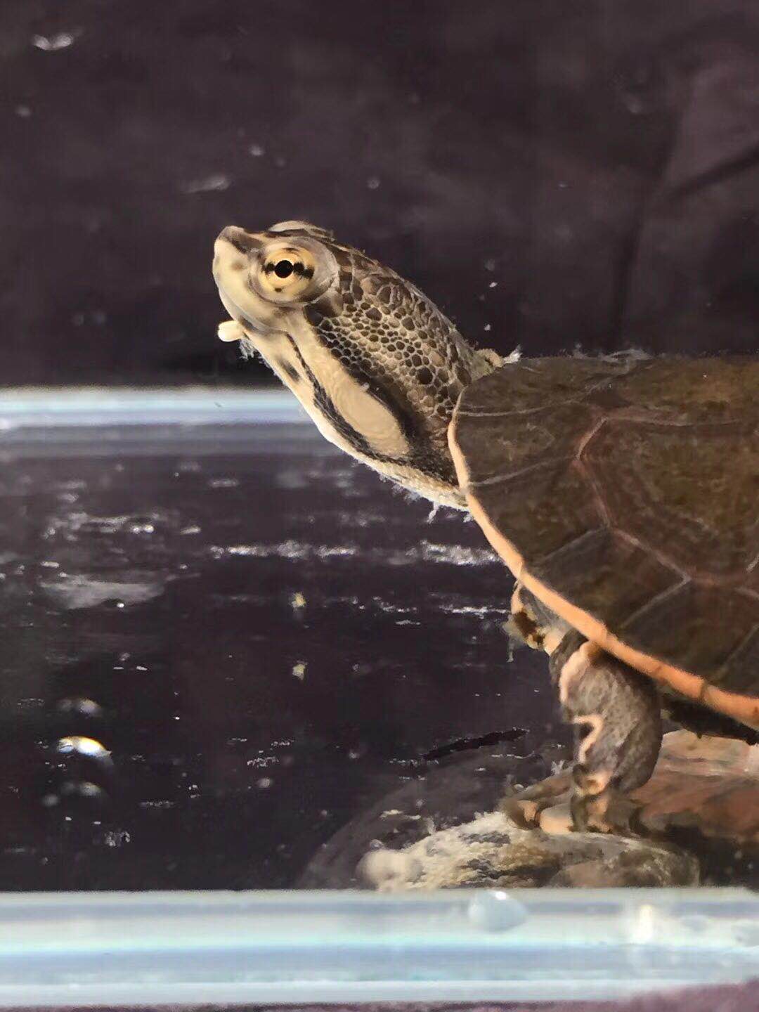 乌龟饲养方法视频教程,冬季乌龟在家饲养方法