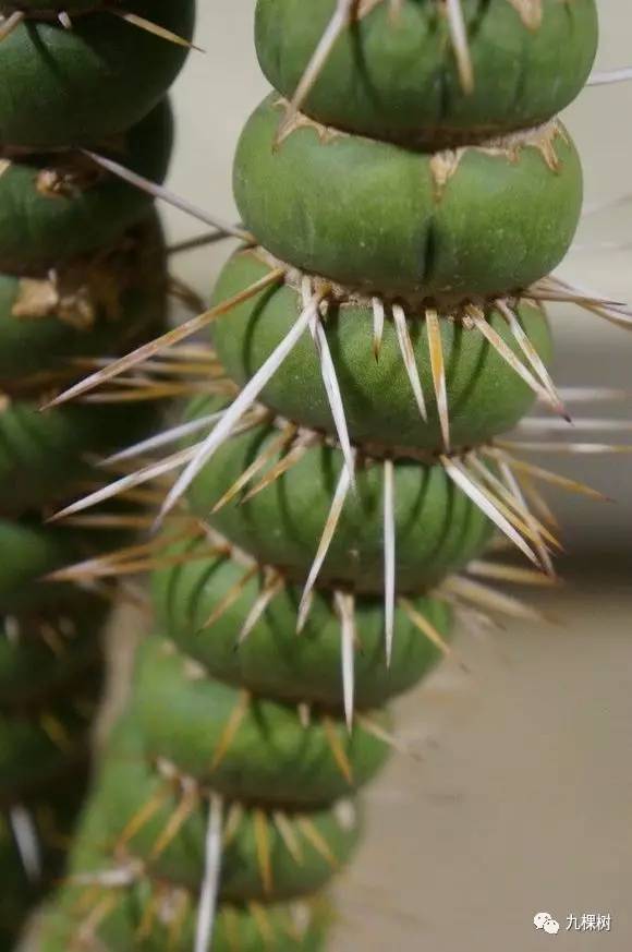 十大最贵玉露多肉品种,多肉最贵的品种有哪些