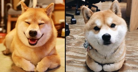 可爱又好养的宠物狗有哪些品种,可爱萌宠好养的宠物狗