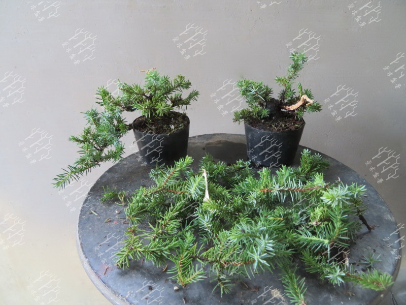 高山红皮刺柏盆景图片大全欣赏,刺柏盆景高压繁殖几月份操作较好