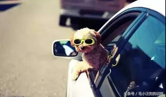 带着狗狗出去玩回来后一直大喘气,带狗狗野游狗狗感觉到危险