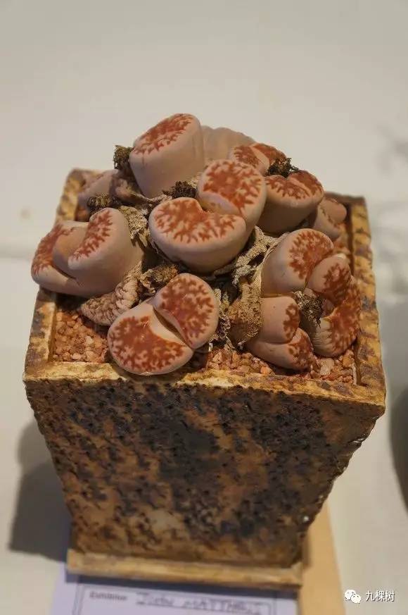 十大最贵玉露多肉品种,多肉最贵的品种有哪些