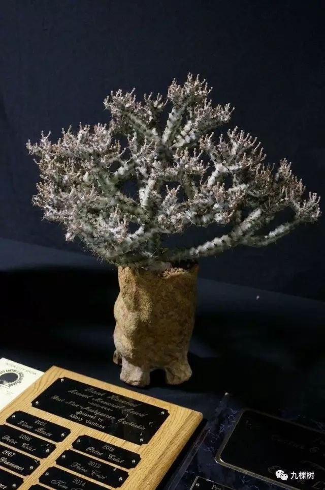 十大最贵玉露多肉品种,多肉最贵的品种有哪些