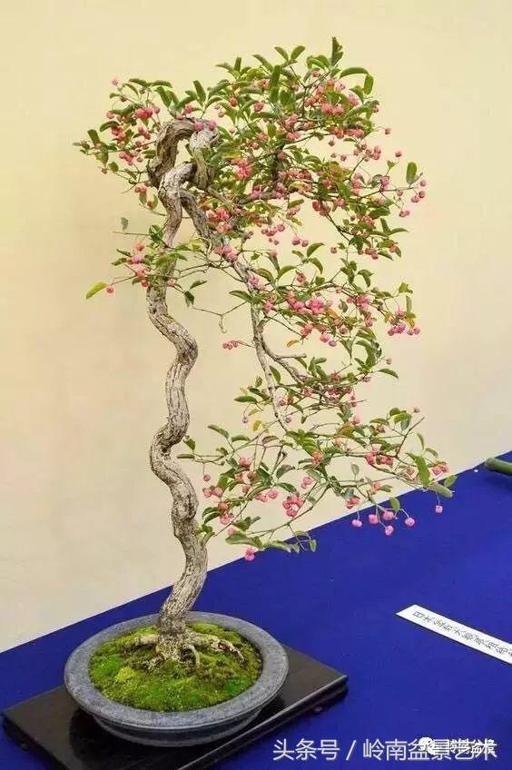 过年送礼好不好,过年送礼单数还是双数好