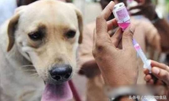 什么宠物店买狗靠谱,本地宠物店买狗靠谱吗