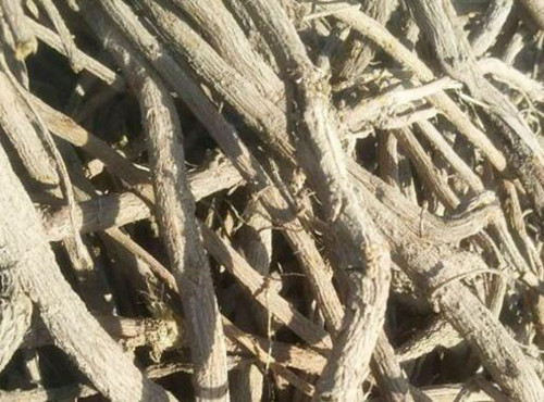 黄皮甘蔗白皮甘草的种植技术,甘草需要种植多少年才可收获