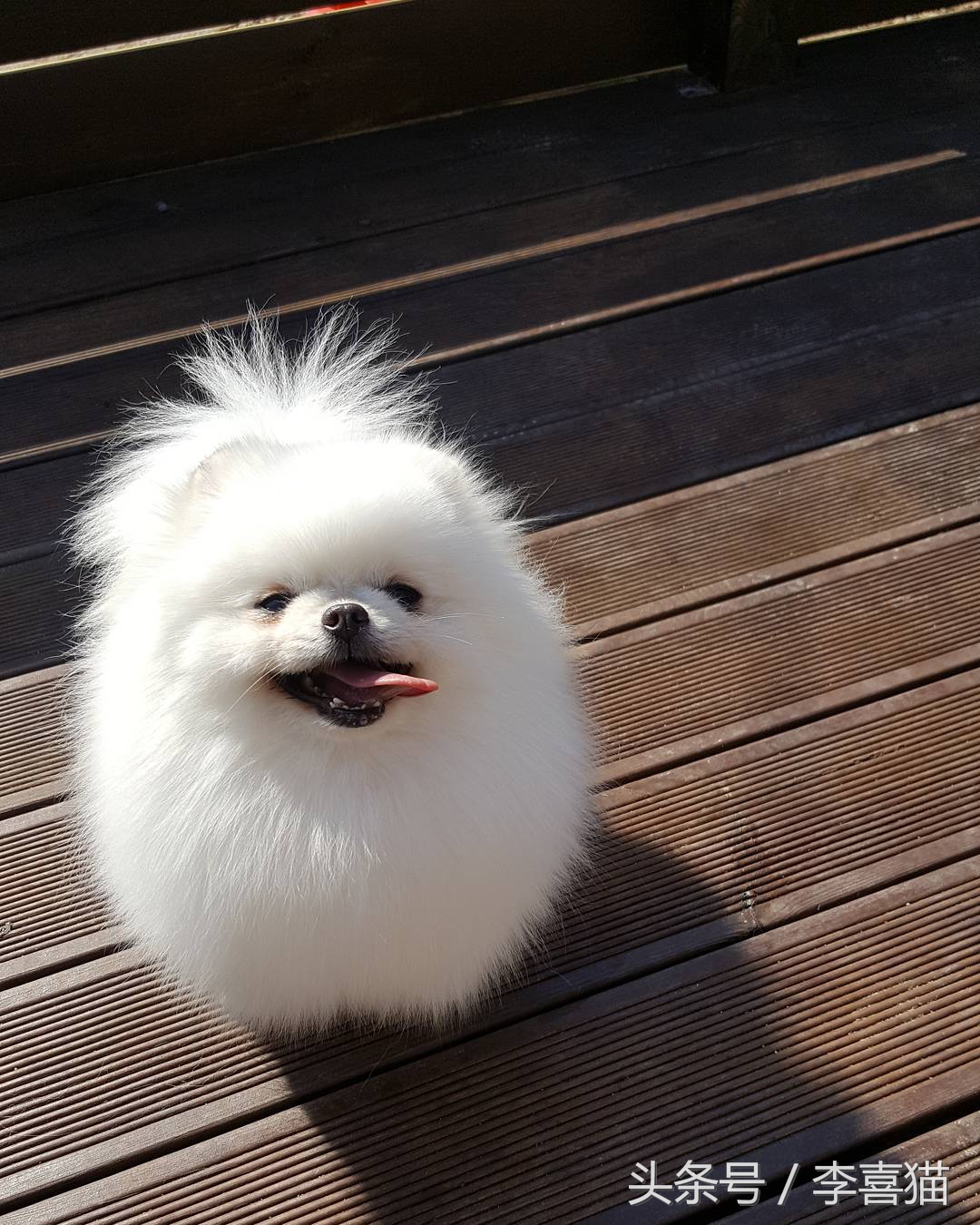 超级活泼的博美小奶狗,特别可爱的小奶狗博美