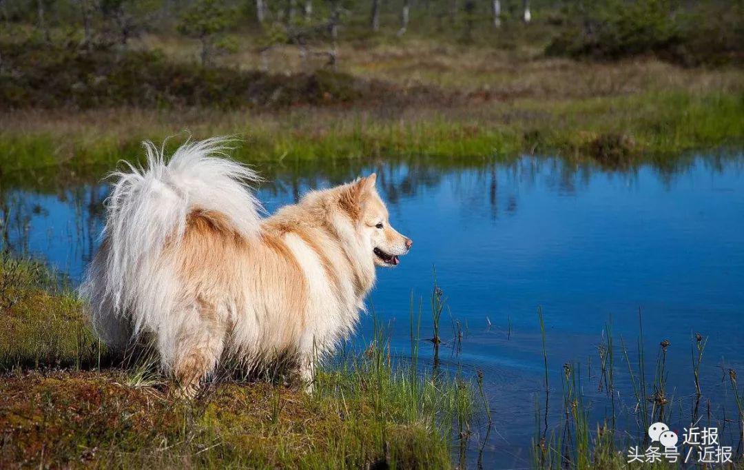你没见过的“汪星人”都在这了！狗年就让它们来萌“化”你吧