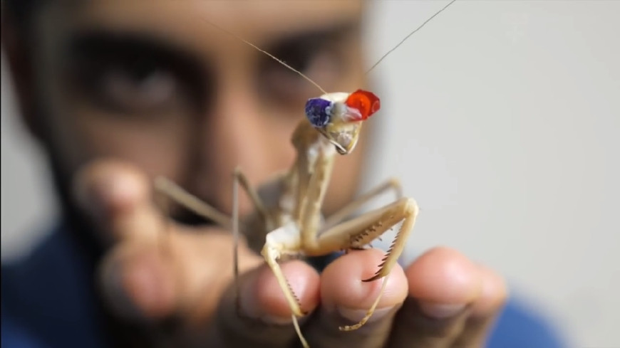 螳螂戴头盔对方能看到吗,螳螂戴上头盔的样子