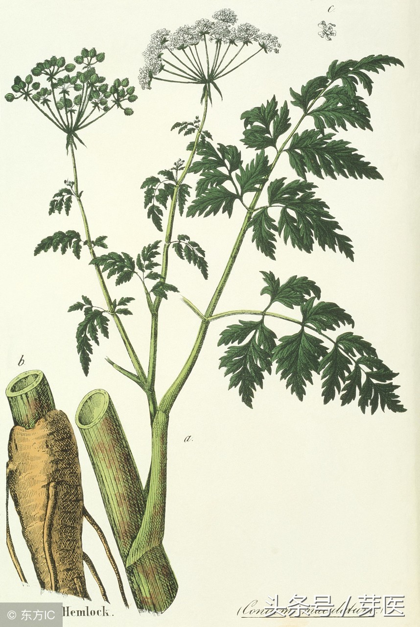 我们一起读完黄帝内经123天,我们一起读完黄帝内经第69天