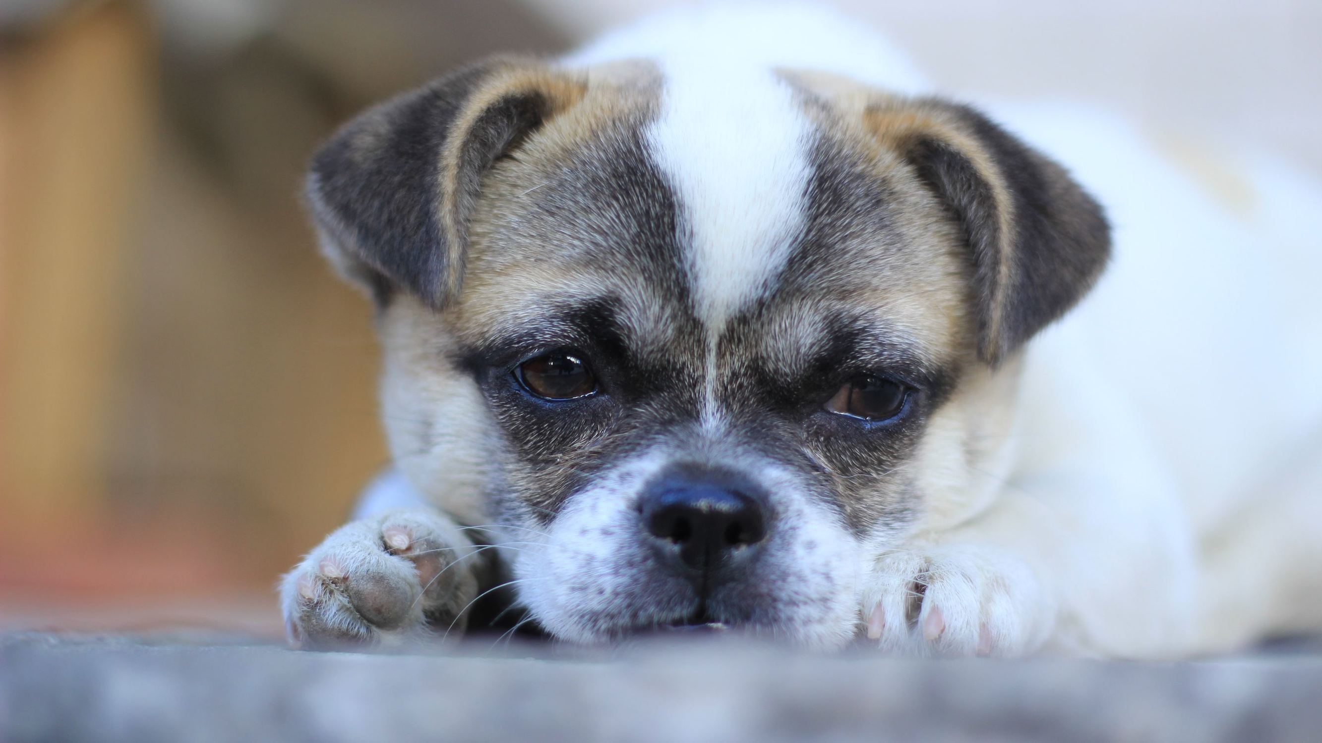 带狗字的成语大全褒义,关于带狗的成语大全