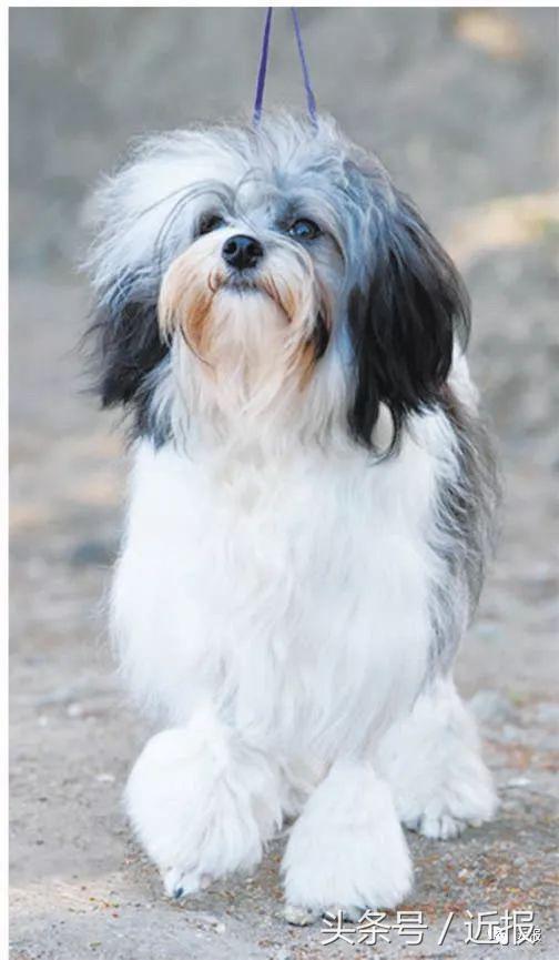 你没见过的“汪星人”都在这了！狗年就让它们来萌“化”你吧