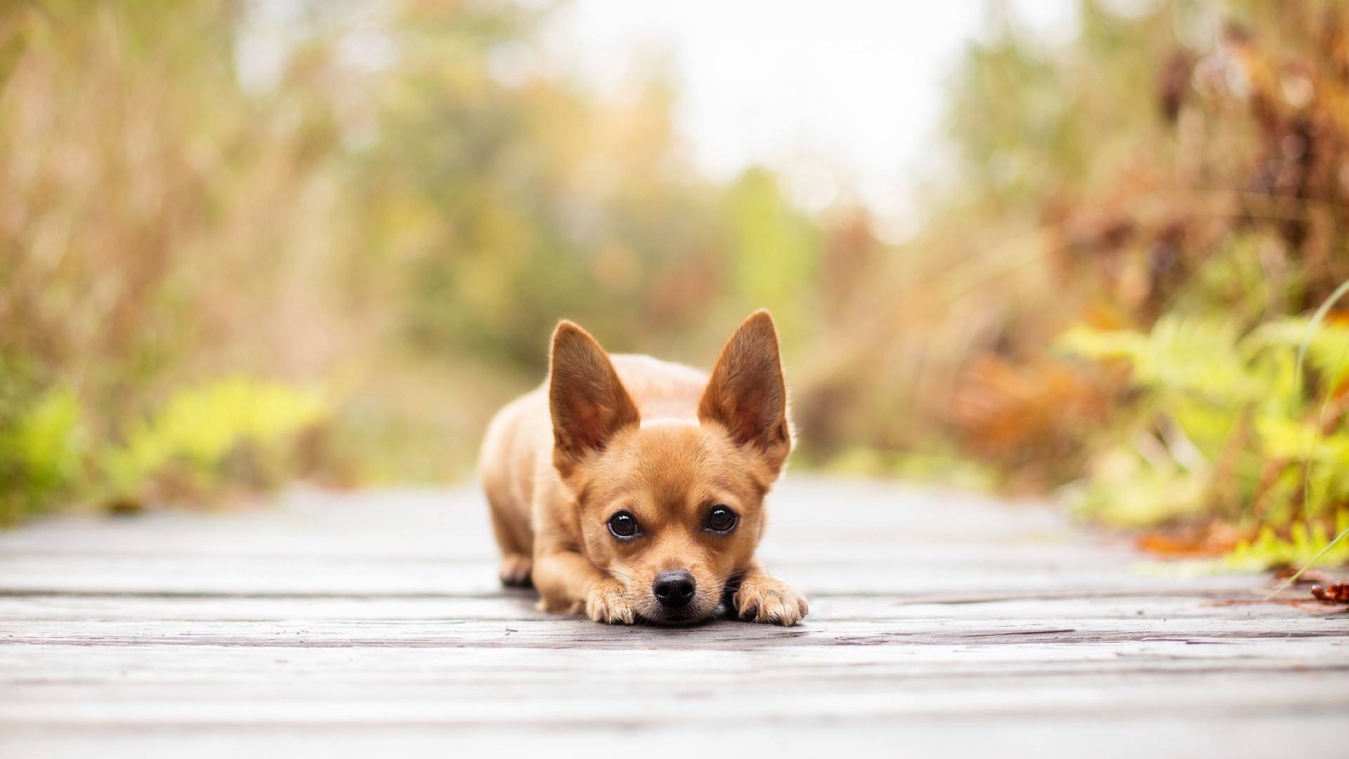 带狗字的成语大全褒义,关于带狗的成语大全