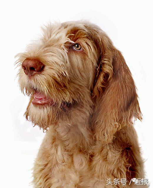 你没见过的“汪星人”都在这了！狗年就让它们来萌“化”你吧