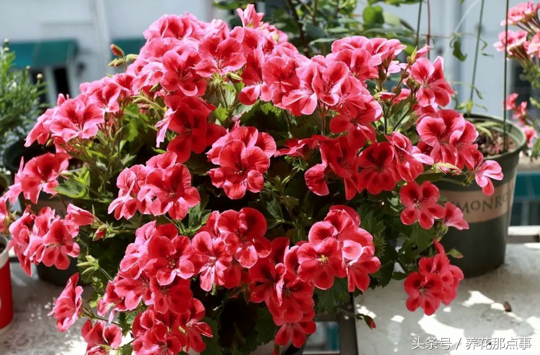 鍐板ぉ闆湴鑺辨捣,鍏ュ啲杩樿兘鐪嬪埌鑺辨捣