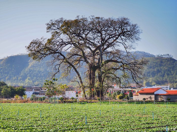 经典福克斯手动自驾游,福克斯stline自驾游