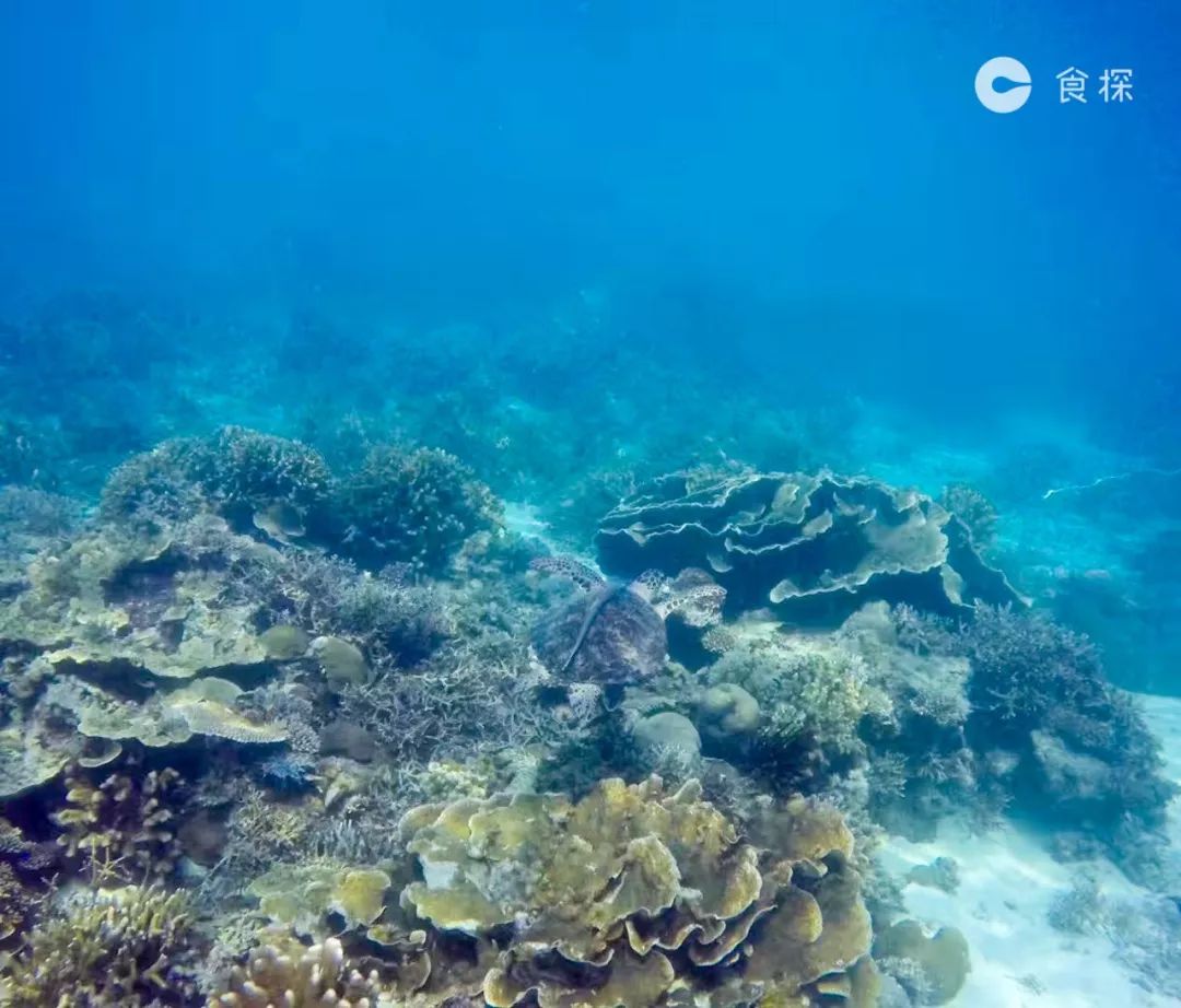 沙巴一日游必去的地方,沙巴旅行带你逛逛沙巴的海鲜早市
