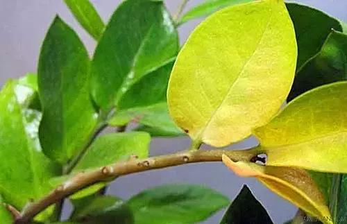 金钱树的养殖方法与技巧,金钱树的养殖方法和注意事项