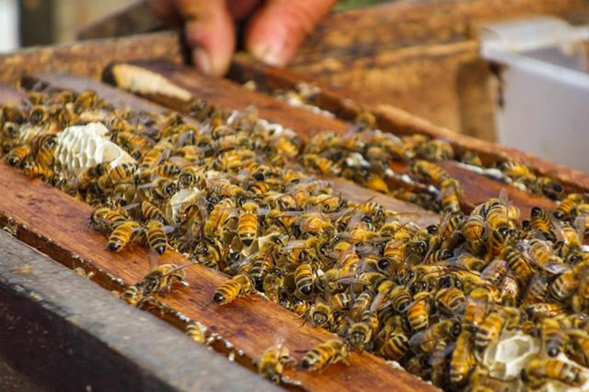 蜜蜂养殖技术篇之冬季,越冬蜜蜂什么时间关王最佳