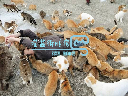 猫皮癣传染人,猫狗癣传染人有什么症状