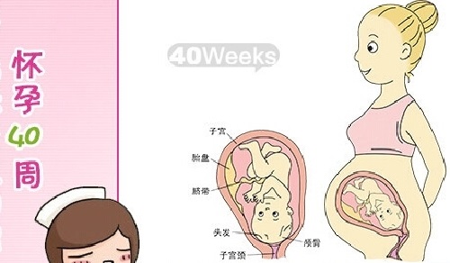 胎儿在母体内的生活,胎儿在母体里一天最多能长多少