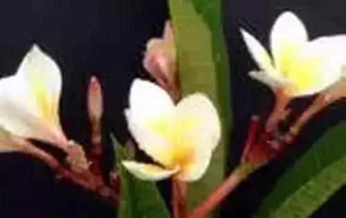 带你认识全国的省花,中国各地市花是什么