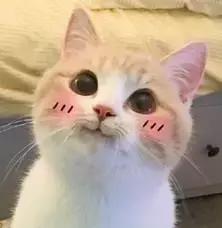 宠物猫自动喂食器推荐,宠物猫智能喂食器和智能喂水器