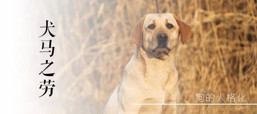 瑞狗迎春金狗纳福,瑞犬纳福2018年