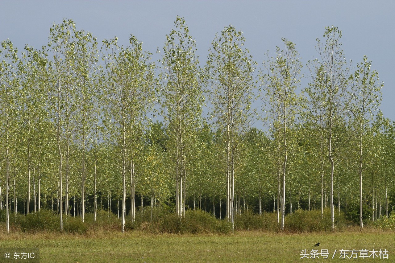 赞美杨树的诗句经典,描写杨树春天的诗句