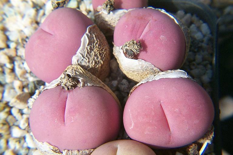 多肉生石花绿色是什么品种,多肉植物生石花干瘪软