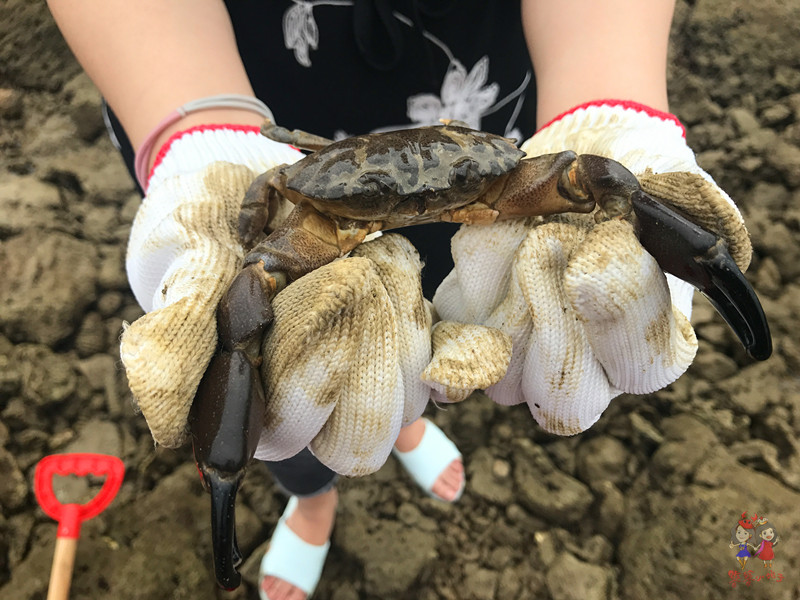 火山石晒盐，活珊瑚与苏东坡的晚年——我在海南画了一个圈儿,6