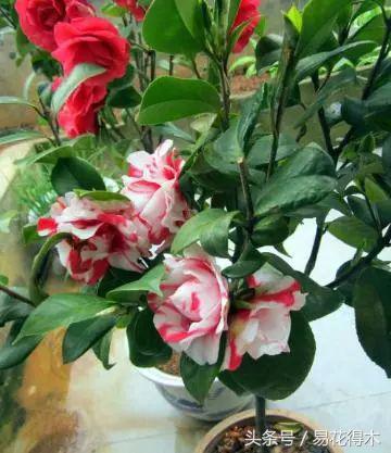 全国各地市花大全,全国城市市花