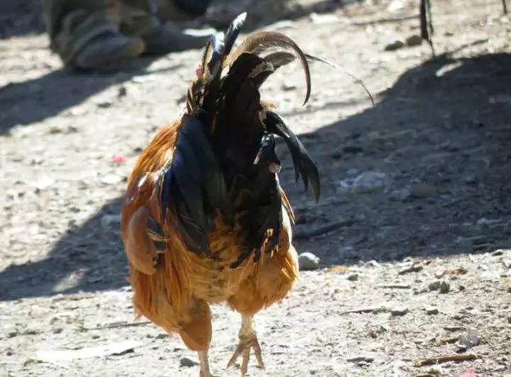 来自西藏墨脱的石锅鸡,西藏墨脱特色石锅