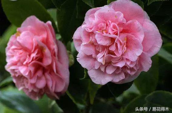 全国各地市花大全,全国城市市花